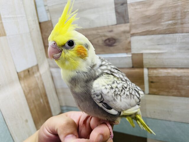 元気に呼んでくれる甘えん坊！オカメインコのパールパイド！