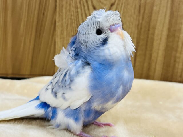 もふっ♡天使がやってきた♡羽衣セキセイインコ(パイド) ヒナ