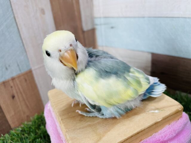 最新画像あります☆明るいグリーンにクリームがアクセント！コザクラインコのブルーチェリーパイド！