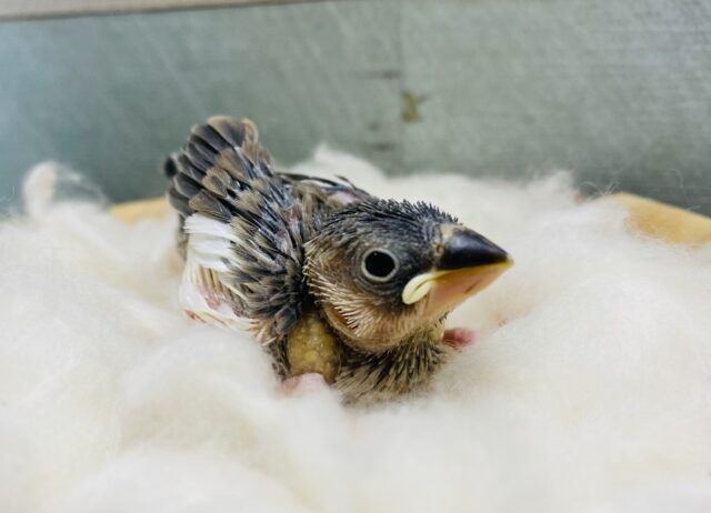 白と黒のカッコいいカラーへ成長します！定番人気の桜文鳥🌸
