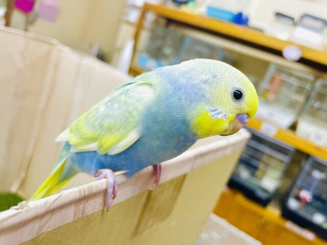 最新画像になりますよ⭐️さあここで！トリッキーなアプローチをしてみるのもいいね！　セキセイインコ　イエローフェイスパステルレインボー