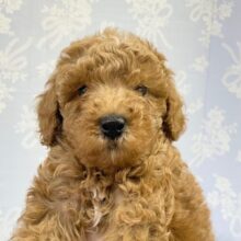 モフっとした口周り💛 トイプードル(レッド) 男の子☆ 2023年3月4日生まれ 入舎！