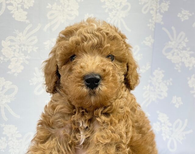 モフっとした口周り💛 トイプードル(レッド) 男の子☆ 2023年3月4日生まれ 入舎！