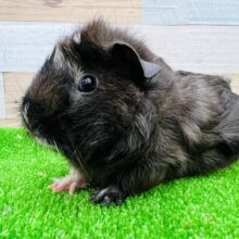 癖っ毛がｲｲﾈ‼︎2色カラー巻毛モルモット☆