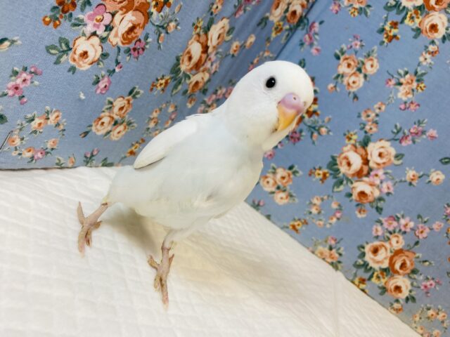 純白美ホワイトにほんのりブルー❤︎手乗りセキセイインコ(ダブルファクター)❤︎