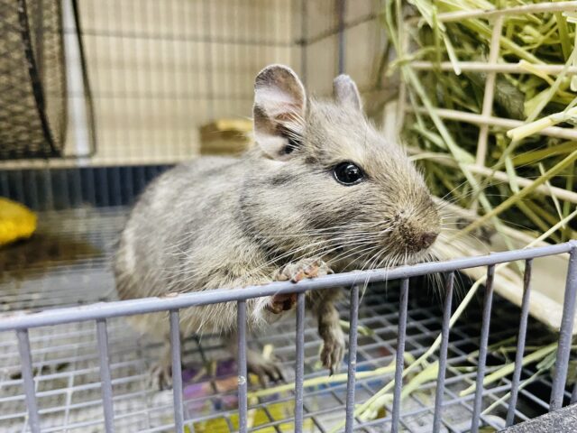 まってまって！起きたらもうランチタイム〜　デグー　ブルー　女の子