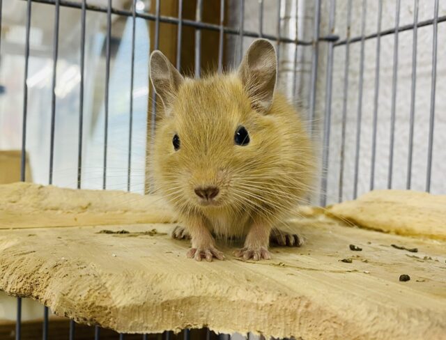 ちょこんとした姿が可愛すぎます！！メロメロ必須のデグーサンド☆