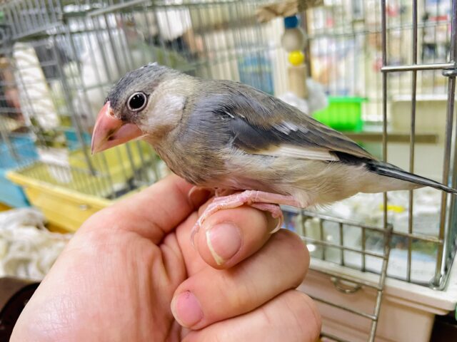 1人餌‼️最新動画になりますよ‼️お口パクパク〜😋たくさん食べるよ！　桜文鳥