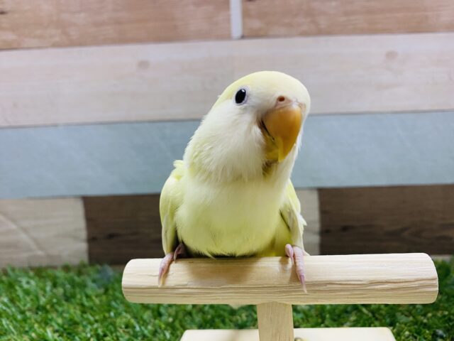 最新画像有り！メロメロになっちゃいます♡癒しカラーのコザクラインコシナモン！