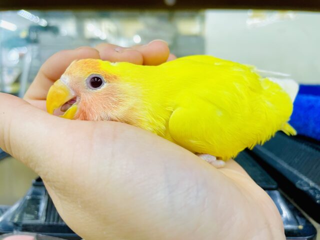 最新画像になりますよ！！あいあむファンキーファンシーコザたん！　コザクラインコ