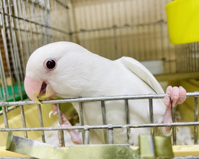 最新画像になりますよ⭐️ピュア天使白コザッち⭐️ コザクラインコ　アルビノ