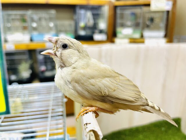 最新画像になりますよ‼️おちび！シナモンちゃんです！　キンカ鳥　シナモン