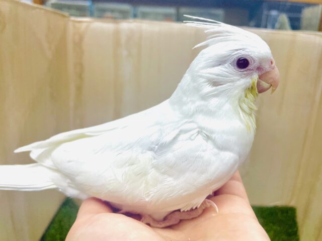 最新画像になりますよ！！白オカメさん🤍甘えたんになりたい💓🫶　オカメインコ　ピュアホワイト