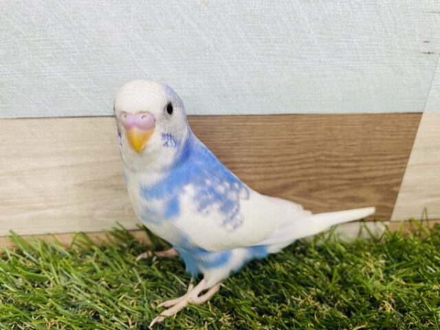 最新画像あります☆青空のように澄んだブルーが可愛らしい！セキセイインコのパイド！
