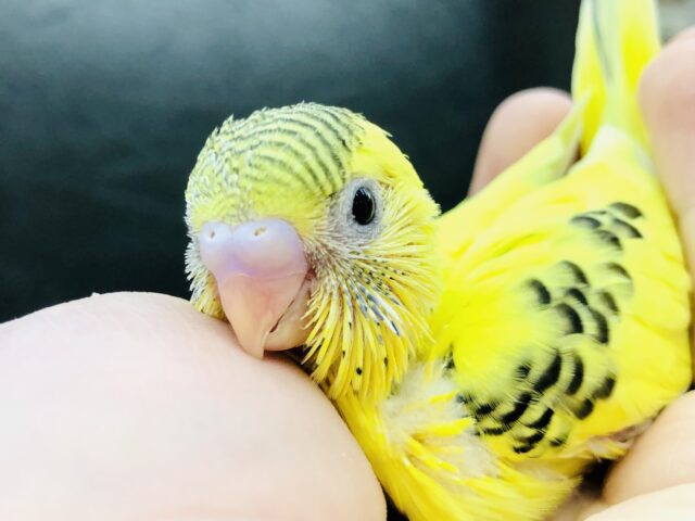 ウブウブマダラ柄のセキセイちゃん　セキセイインコ　R５　５／２４撮影