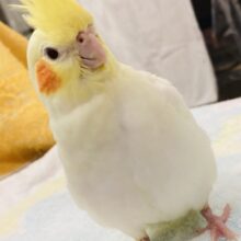 ずっしり✨奇跡のほっぺ❤︎手乗りオカメインコ(ルチノー)☀️