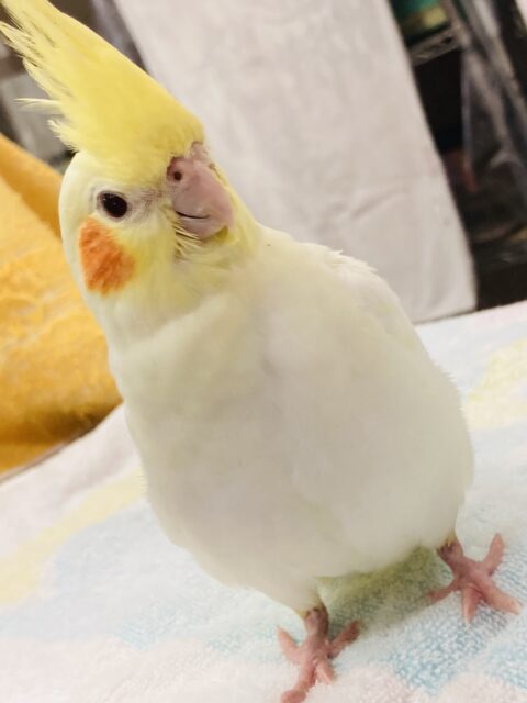 ずっしり✨奇跡のほっぺ❤︎手乗りオカメインコ(ルチノー)☀️