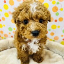 元気いっぱいなプードルが来ました！