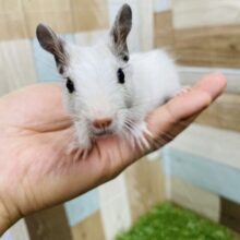 最新画像あります☆大きな瞳がチャームポイント！白くて美しいデグーホワイト♪