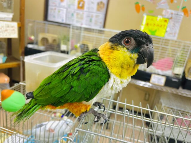 うるうるズグロちゃん💓　ズグロシロハラインコ