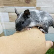 最新画像あります☆珍しいカラーの癒し系おチビちゃん！デグーのディープブルーパイド！