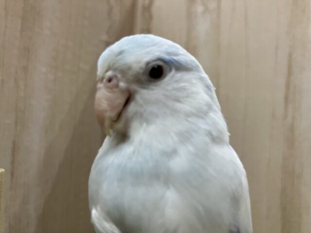 素晴らしきマメルリハ アメリカンホワイトファロー