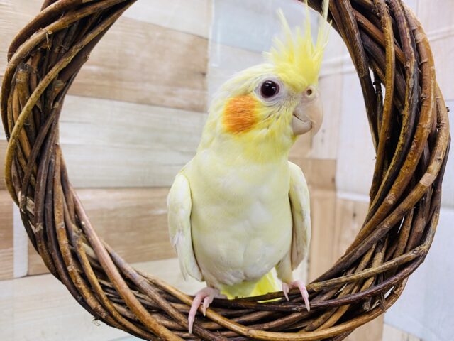 最新画像有り☆立派な王冠の持ち主！！オカメインコルチノー
