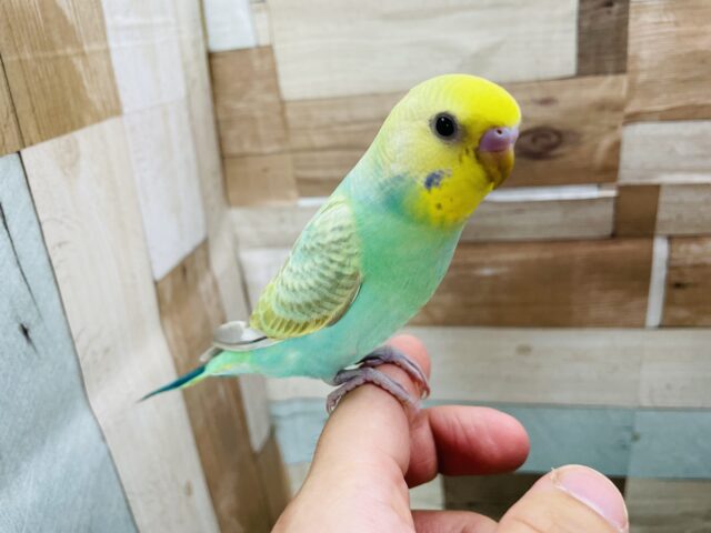 最新画像あります☆ヒナ餌卒業‼️まん丸な目がキュートなコ！セキセイインコのパステルカラーレインボースパングル！