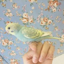 最新画像🌟明るいエメラルドグリーンが最高です💙 手乗りセキセイインコ(レインボースパングル)🪶✨