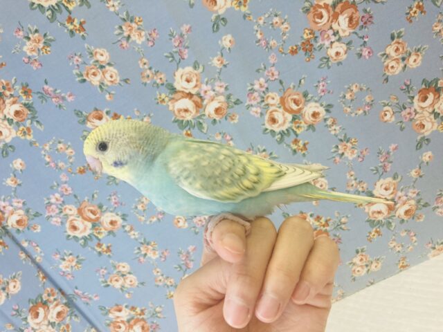最新画像🌟明るいエメラルドグリーンが最高です💙 手乗りセキセイインコ(レインボースパングル)🪶✨