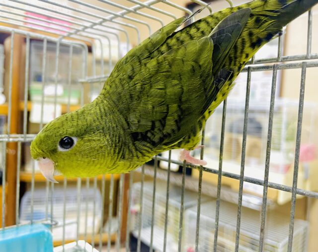 1人餌！最新画像になりますよ⭐️羽ばたけっ！元気っこサザナミさん🫒　サザナミインコ　オリーブ　②