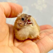 人気カラー✨️キンカチョウ(シナモン) 2023年4月生まれ