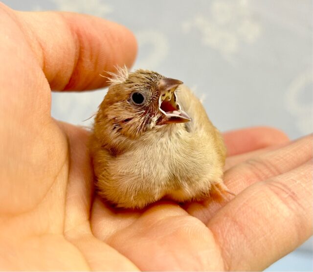 人気カラー✨️キンカチョウ(シナモン) 2023年4月生まれ