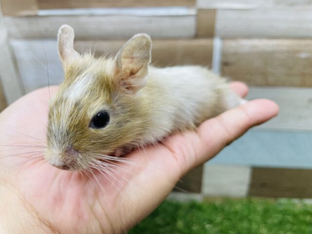 GW限定☆人気の高い優しいカラー！デグーのサンドパイド！