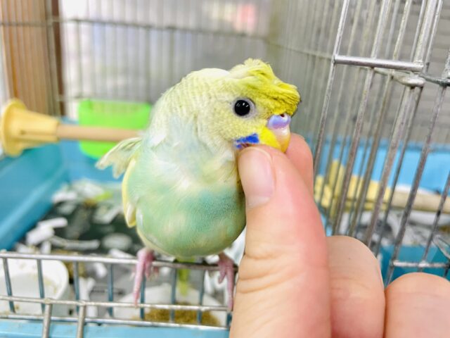 1人餌‼️最新画像になりますよ！トレンドヘアスタイル？✨　羽衣セキセイインコ　パステルレインボーパイド