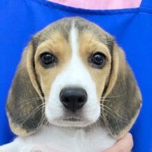 成長したで！ ビーグル（ホワイトブラック＆タン）女の子♪ 2023年3月10日生まれ！