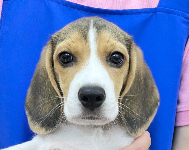 成長したで！ ビーグル（ホワイトブラック＆タン）女の子♪ 2023年3月10日生まれ！