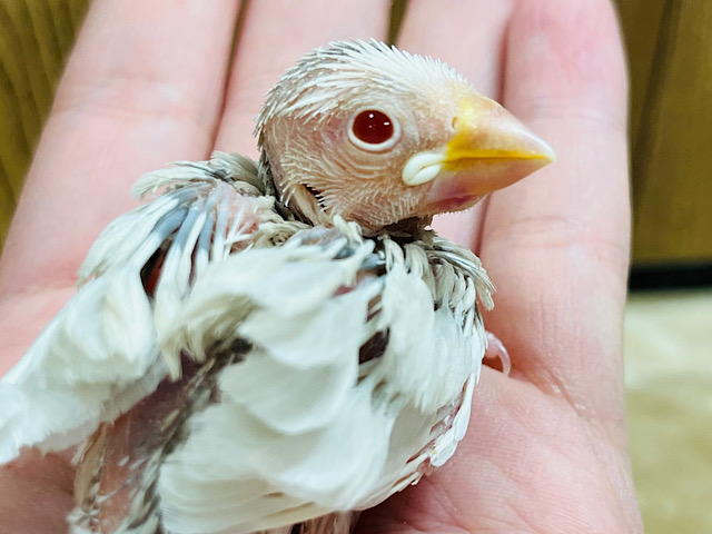 無表情の魅力。。それが文鳥です。。シルバーイノ文鳥 ヒナ