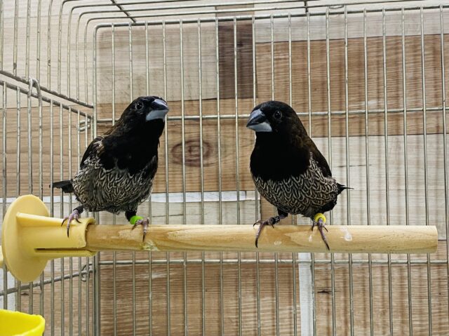 胸の模様が特徴的です！！かっこいいヨーロッパ十姉妹ペア♡