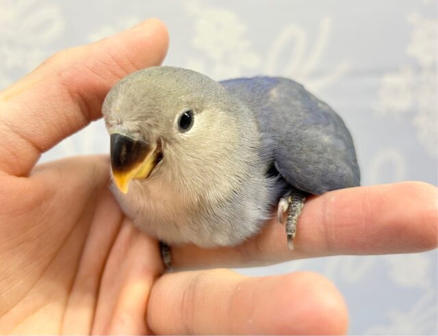 かっこいい⭐️コザクラインコ(バイオレット) 2023年4月生まれ