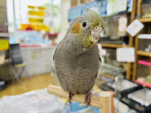 ツンデレ⁉︎ぷっくりお鼻のオカメインコ（ノーマル）