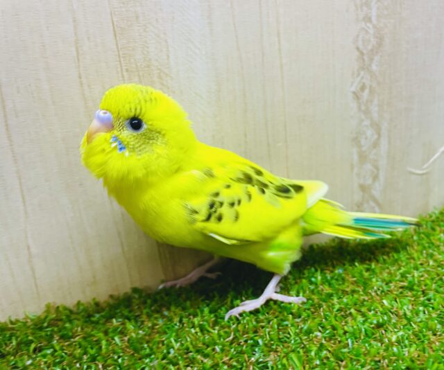 最新画像になりますよ⭐️いつだってまっすぐに笑っていよう♪ セキセイインコ　ハルクイン　ブログ②