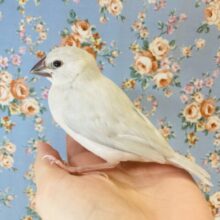 最新画像🌟華麗に成長中❤︎手乗りシルバー文鳥のヒナちゃんです🤍🪄✨
