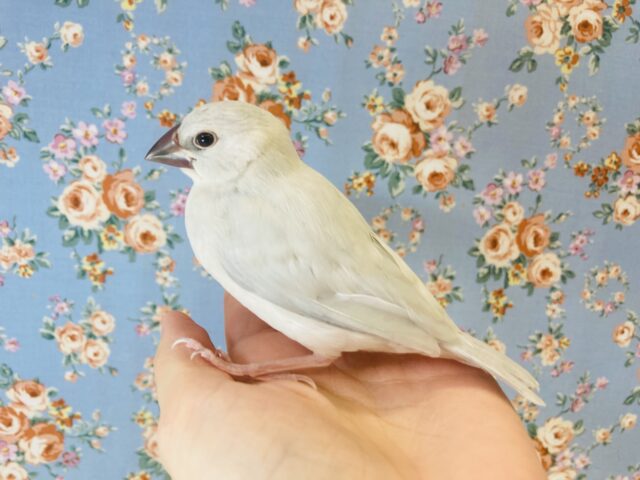 最新画像🌟華麗に成長中❤︎手乗りシルバー文鳥のヒナちゃんです🤍🪄✨