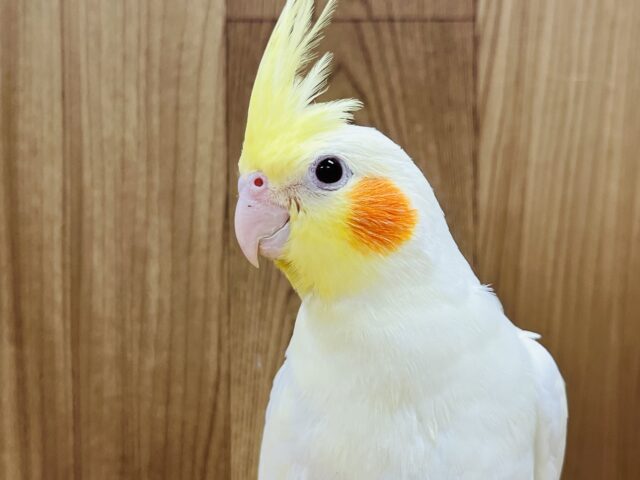 顔立ちがとってもステキ✨️オカメインコ(ルチノー)