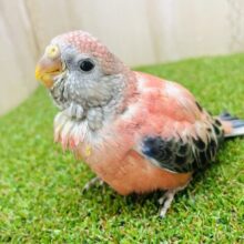 おっとり顔がたまらない〜(^ ^)💓　ローズ秋草インコ