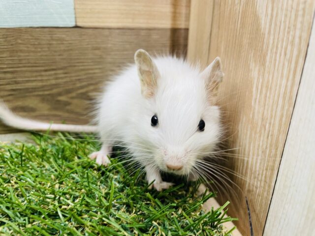 GW限定☆真っ白で可愛らしいベビちゃん！デグーのホワイト！