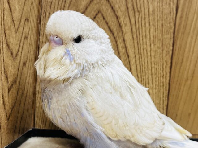 ででん！もちふわぼでぃ♡ジャンボセキセイインコ(スパングル) ヒナ