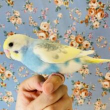 最新画像🌟最高にかわいいパイドカラーだよ🌟手乗りセキセイインコ(レインボーパイド)🕊✨