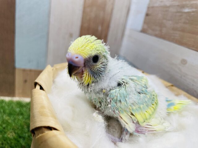 明るいグリーンの人気っ子！セキセイインコのパステルカラーレインボースパングル！